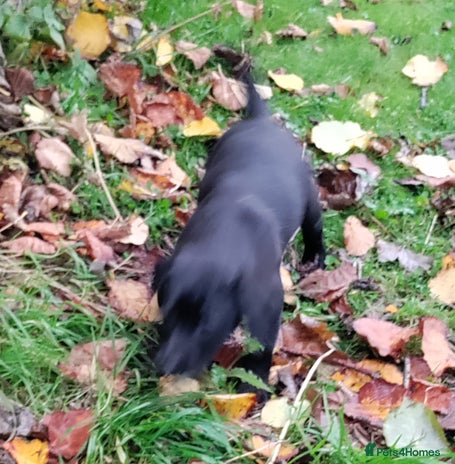 Labrador Retriever dogs - Advert 3