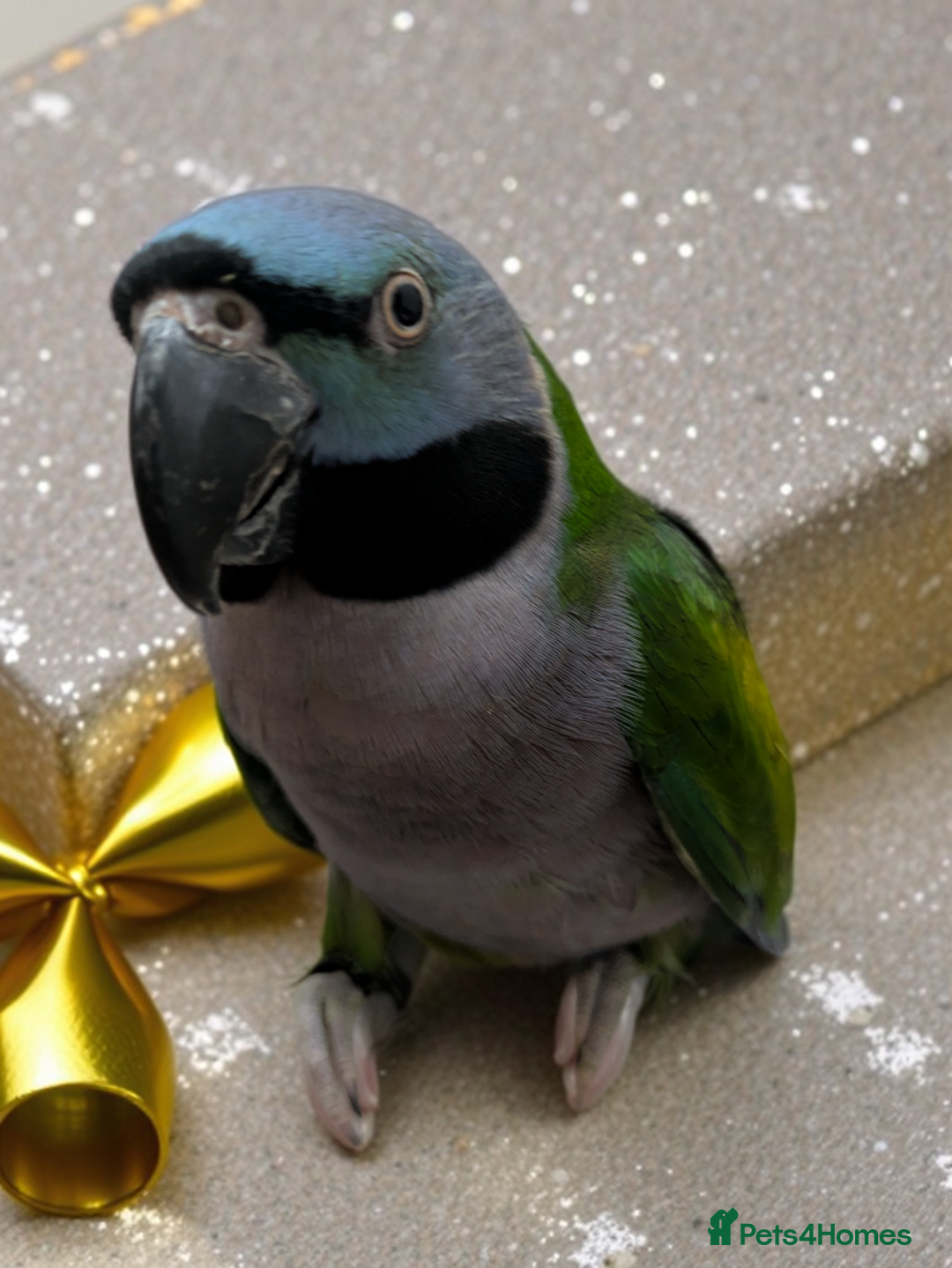 Parakeets birds for sale: Chinese Parakeet Derbyan Parakeet friendly - Advert 4