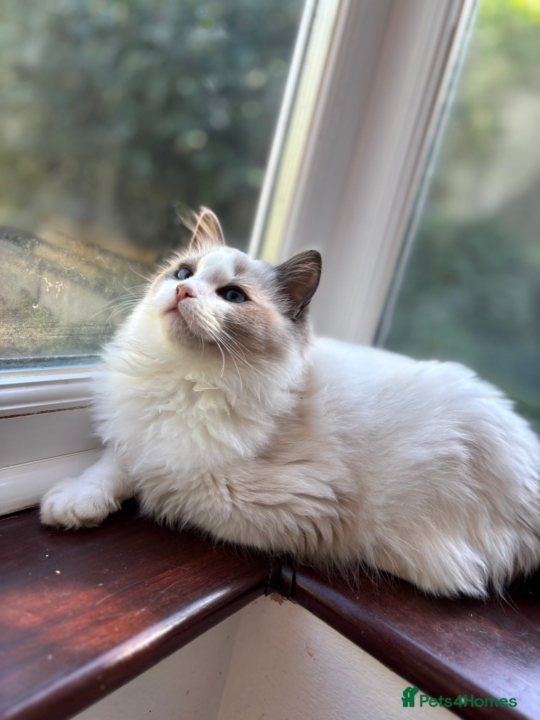 Ragdoll cats for sale: 🌟TICA🌟Champion Ragdoll🏆🏆🏆 - Image 2