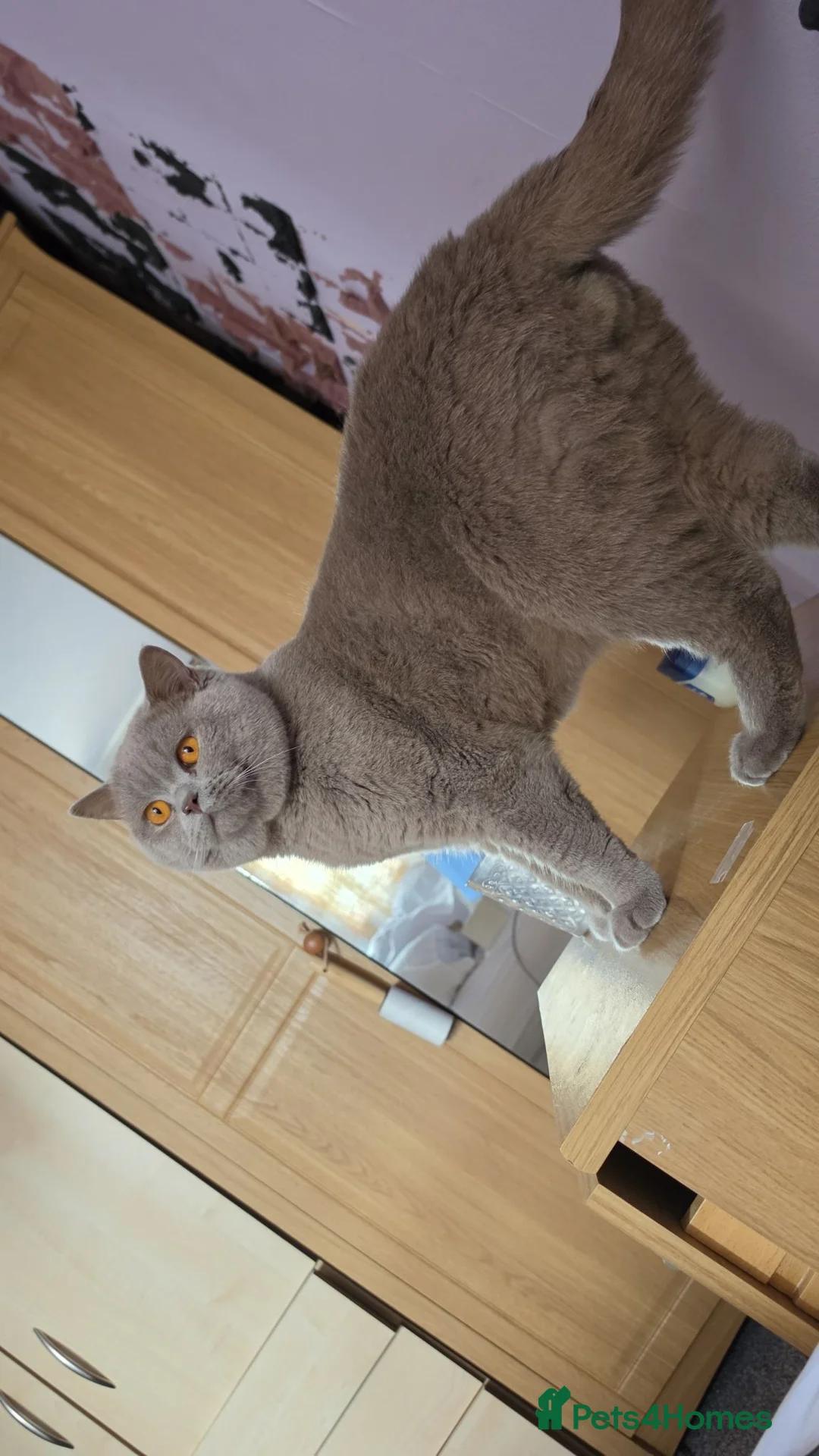 British Shorthair cats for sale: British shorthair  - Advert 1