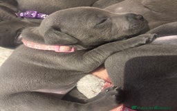 Staffordshire Bull Terrier dogs for sale: 💥READY TO LEAVE NOW 💥 PURE BLUE STAFFS PUPS🩵 in Barnsley - Image 14
