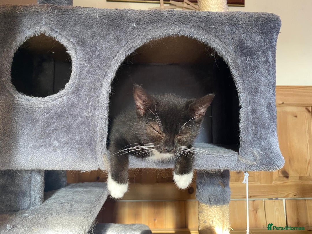 Mixed Breed cats for adoption: Rescue kittens bonded pair of girls abandoned - Image 3