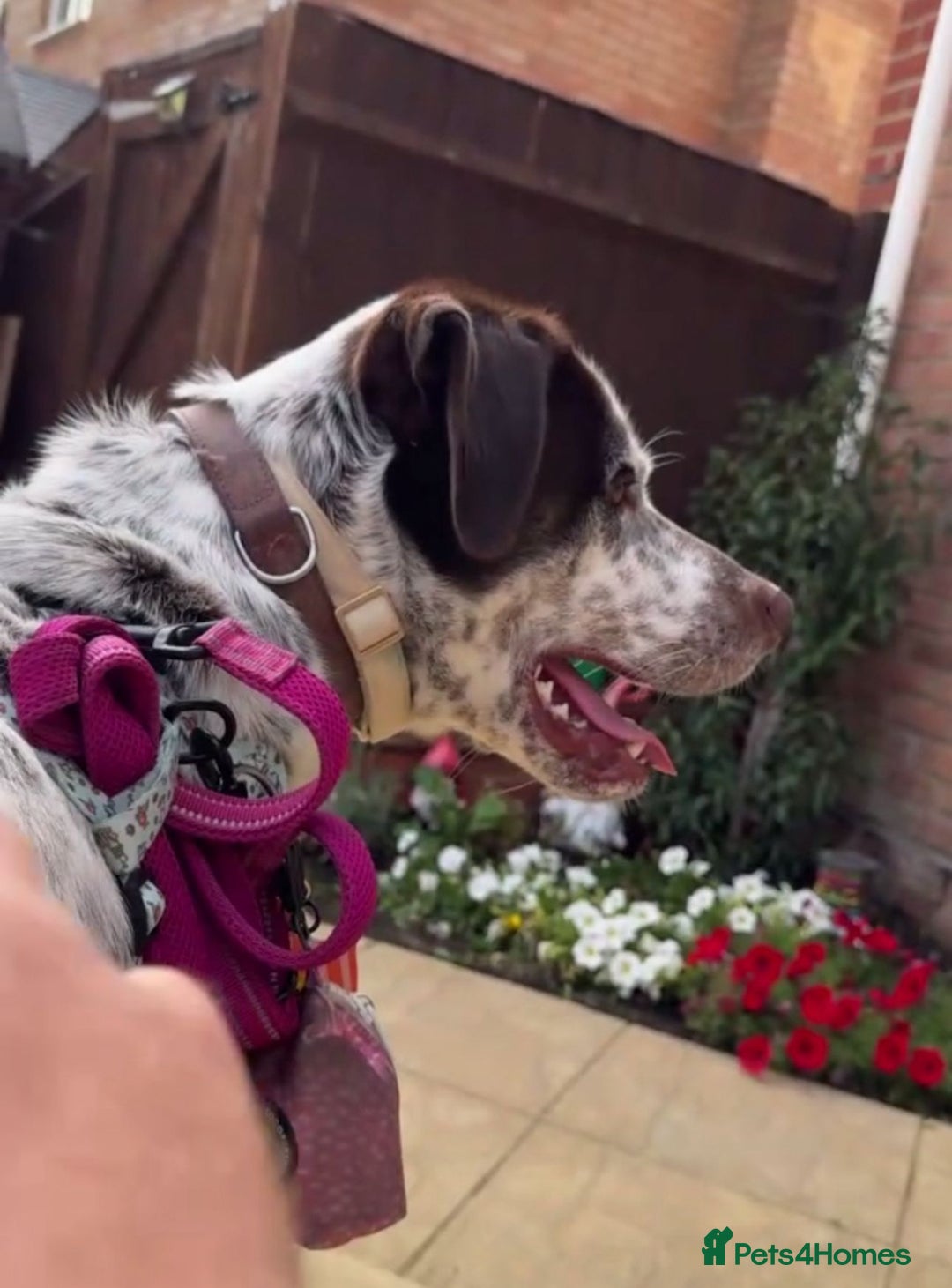 Mixed Breed dogs for sale: Male Dalmatian / husky dog  - Image 4