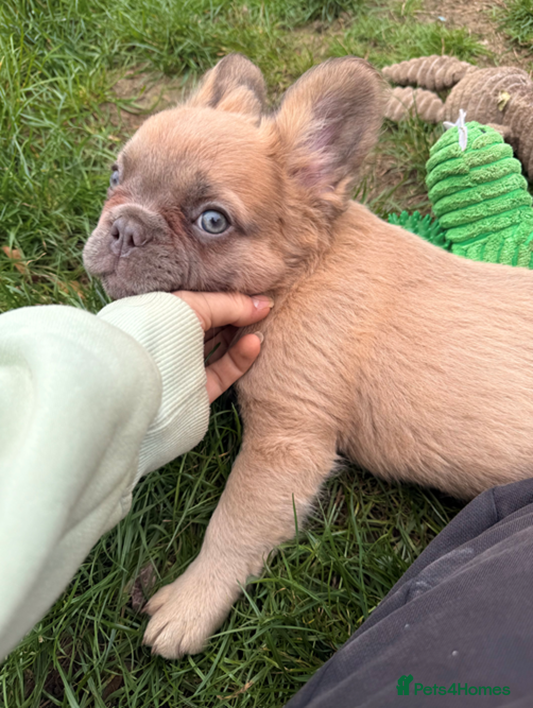 French Bulldog dogs for sale: REDUCED Last Pup! Quality Fluffy 🦁 - READY 🏠 - Advert 14