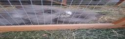 Lionhead rabbits for sale: 2 Beautiful Fluffy Lionhead-Type Rabbits for Home in Reading - Advert 6