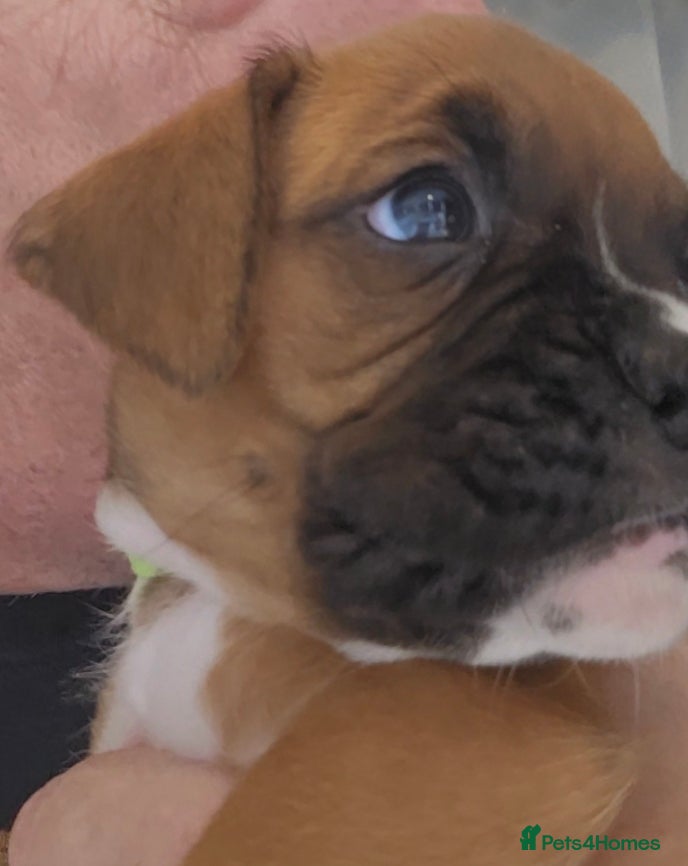 Boxer dogs Gorgeous Red Boxer puppies for sale - Advert 2