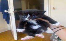 Domestic Shorthair cats for sale: Domestic kittens  - Image 2