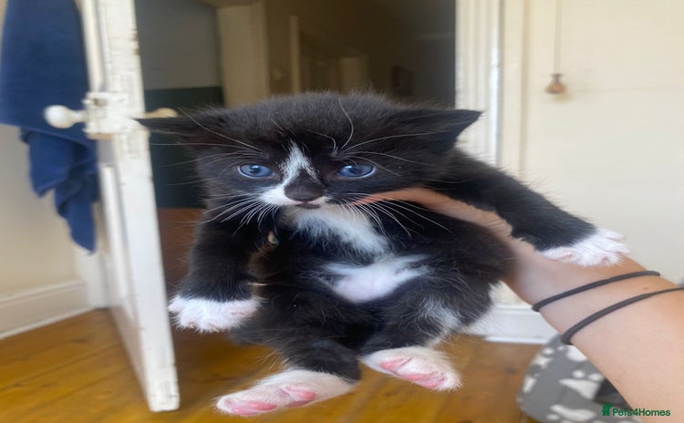 Domestic Shorthair cats - Advert 1