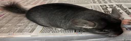 Chinchilla rodents for sale: Bobby, lovely Standard boy - Advert 4