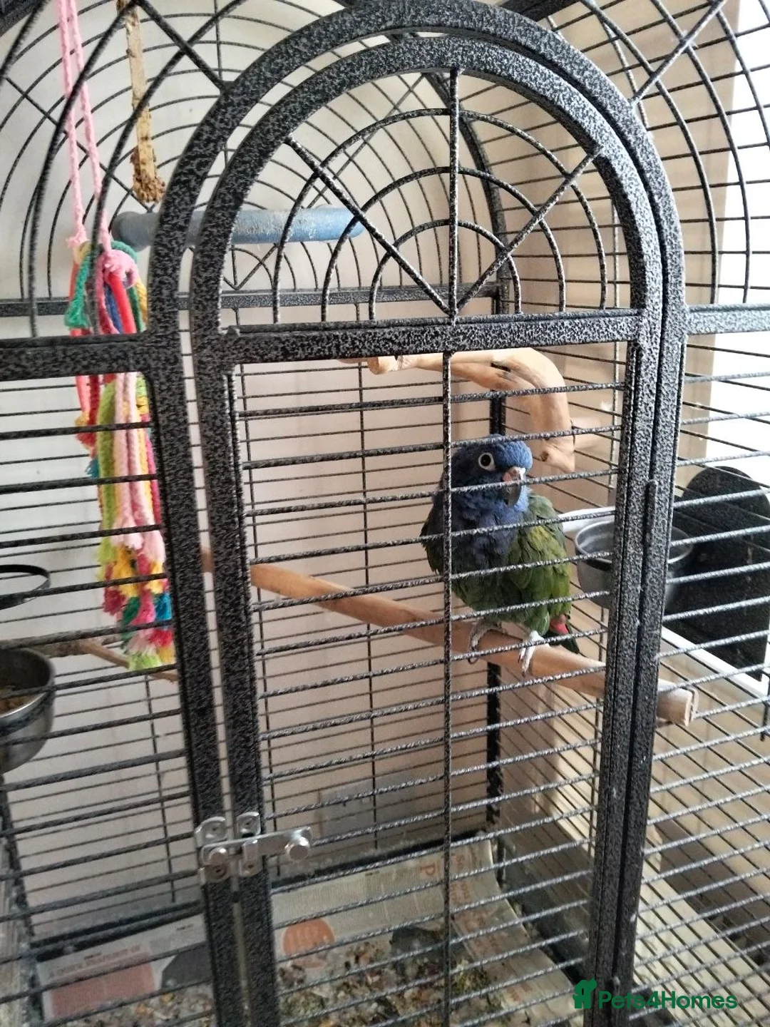 Parrots birds for sale: Blue Head Pionus in St. Ives - Advert 2