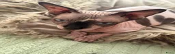 Sphynx cats for sale: Looking for adoption Sphynx girl - Advert 4