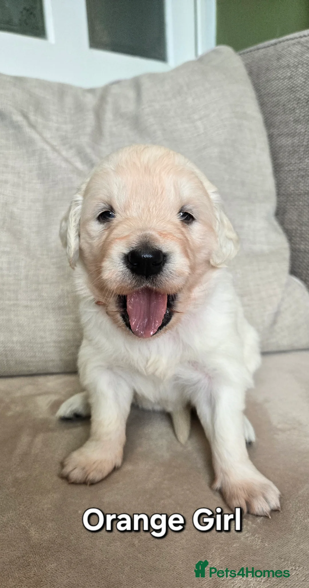 Golden Retriever dogs for sale: English Cream/Golden Retriever puppies - Advert 6