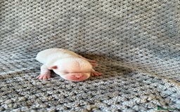 Pug dogs for sale: 10 beautiful pink pugs looking for there new home  - Image 12
