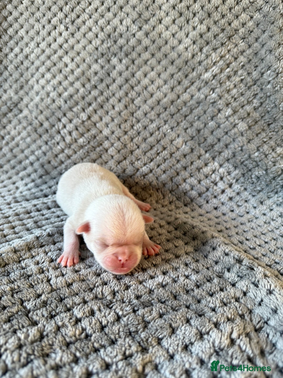 Pug dogs for sale: 10 beautiful pink pugs looking for there new home  - Image 12