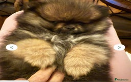 Pomeranian dogs for sale: Female pomeranian  - Image 1