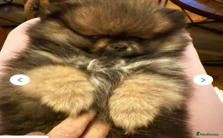Pomeranian dogs - Advert 3