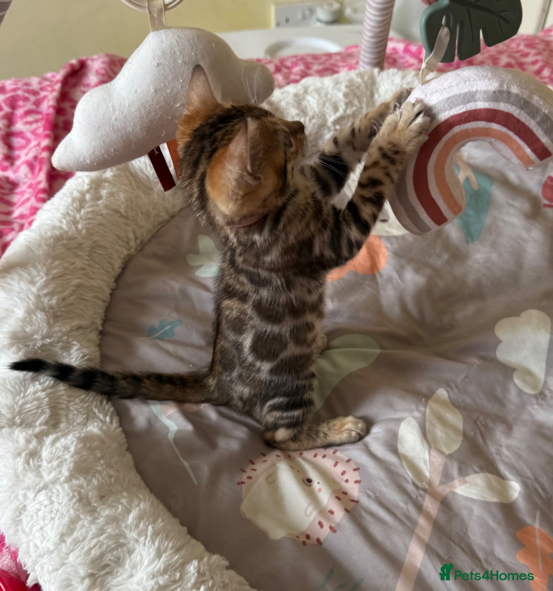 Bengal cats Stunning 🔥 TICA 🐾 Health Tested Bengal kittens - Advert 2