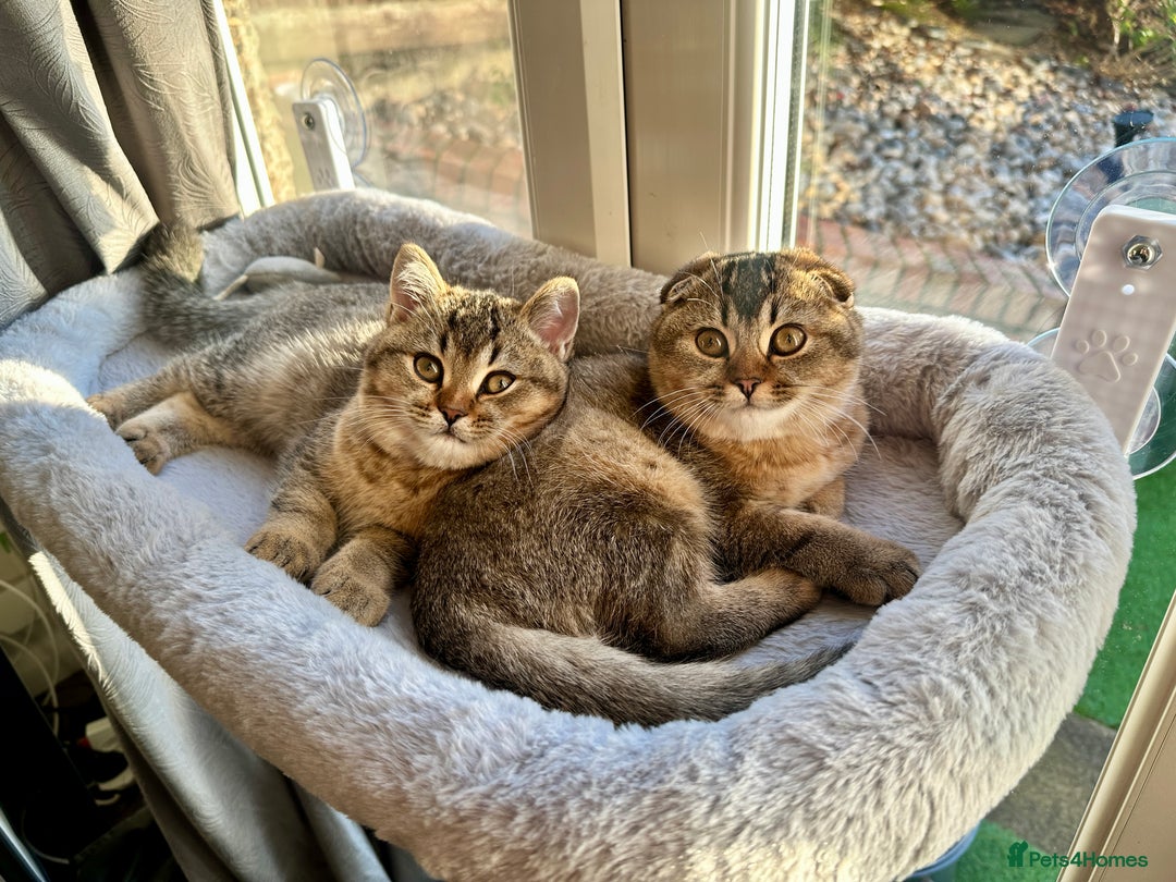 Scottish Fold cats for sale: Scottish fold girl - Advert 4