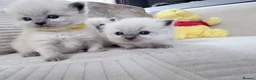 Ragdoll cats for sale: Blue Point Ragdoll Kittens for sale - Advert 12