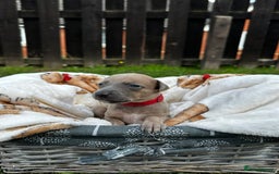Whippet dogs for sale: READY NEXT WEEK! GORGEOUS WHIPPET PUPPIES - Image 18