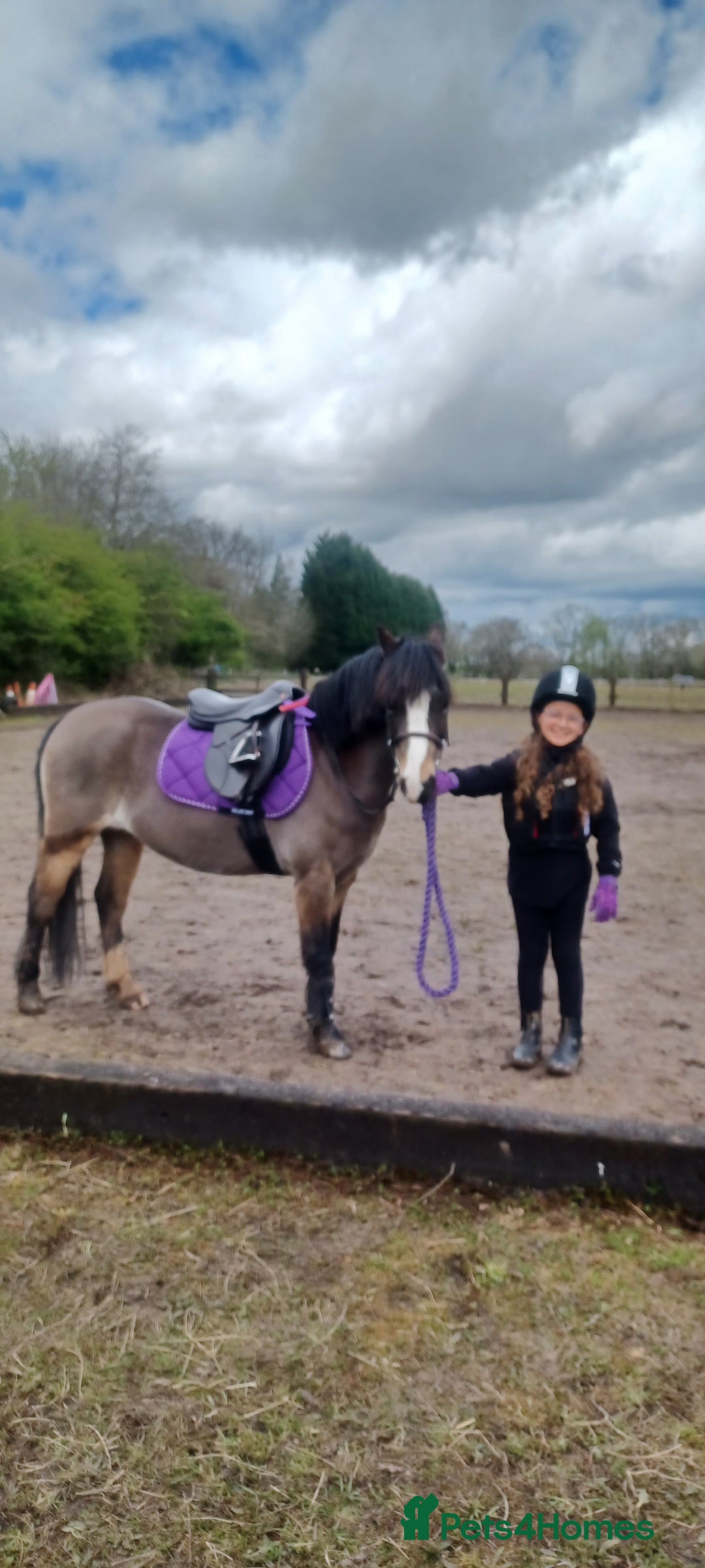 Welsh Section A horses for sale: Welsh Section A Mare Lead Rein pony - Image 9