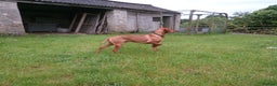 Hungarian Vizsla dogs for stud: Proven Hungarian Vizsla Stud Dog in Badminton - Advert 6