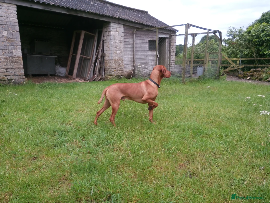 Hungarian Vizsla dogs for stud: Proven Hungarian Vizsla Stud Dog in Badminton - Advert 6