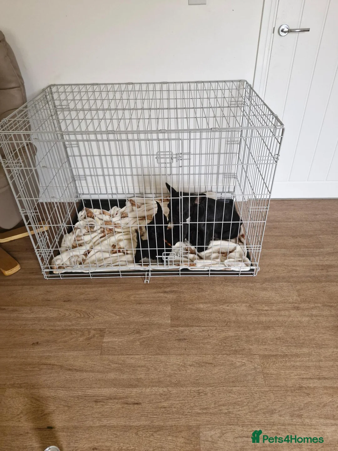 Mixed Breed dogs for sale: 2 boys 2 girls puppies  - Advert 2