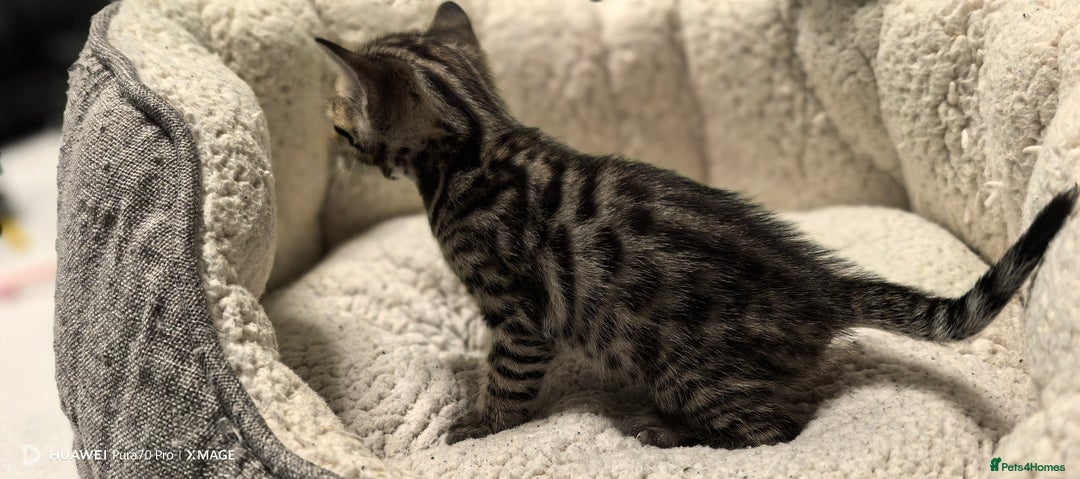 Bengal cats for sale: Bengal babies  - Advert 16