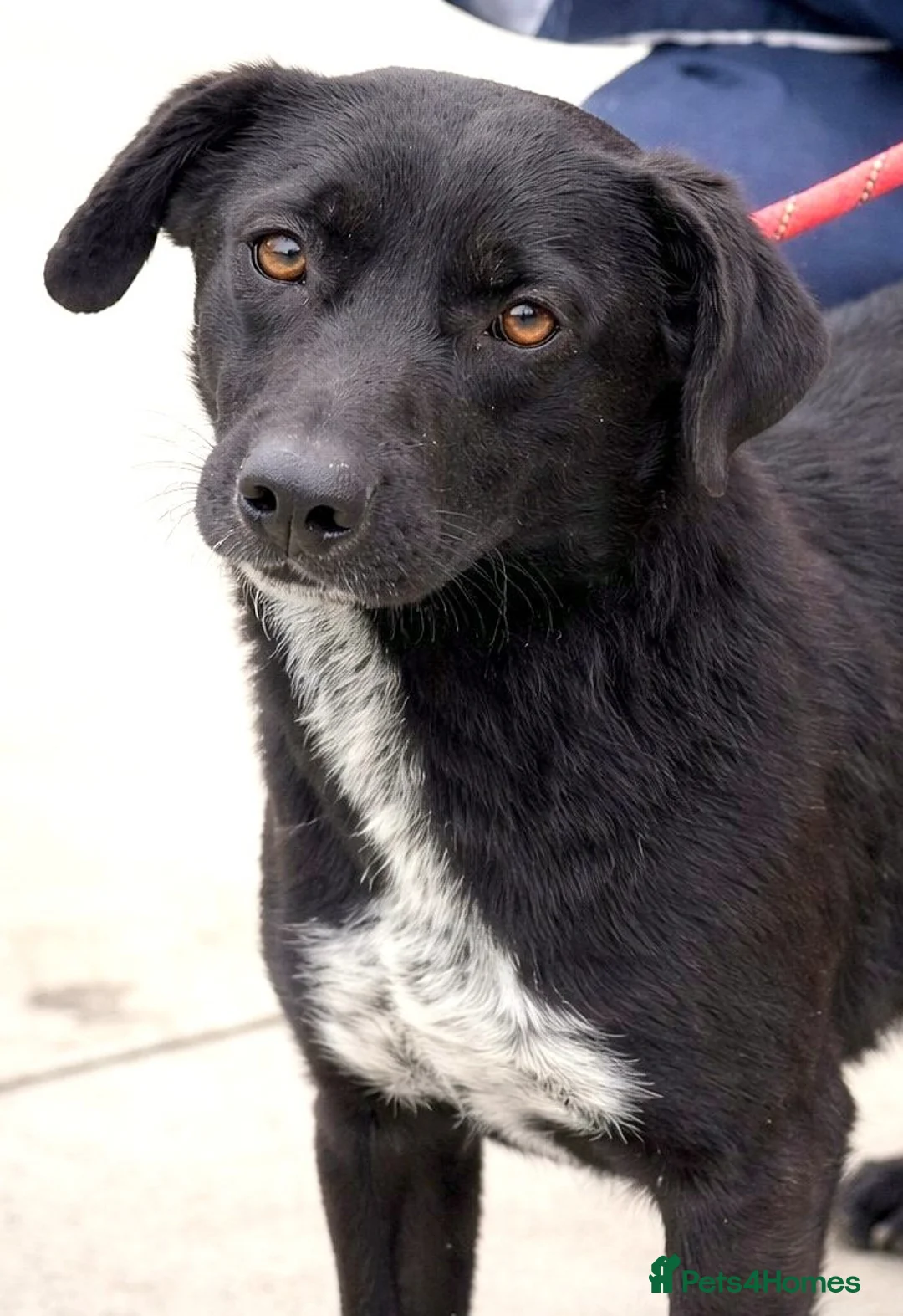 Mixed Breed dogs for adoption:  🐾 BENJI - Lurcher Type Boy Ready to Belong ❤️ - Advert 1