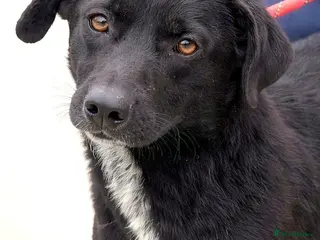 Mixed Breed dogs 🐾 BENJI - Lurcher Type Boy Ready to Belong ❤️ - Advert 8