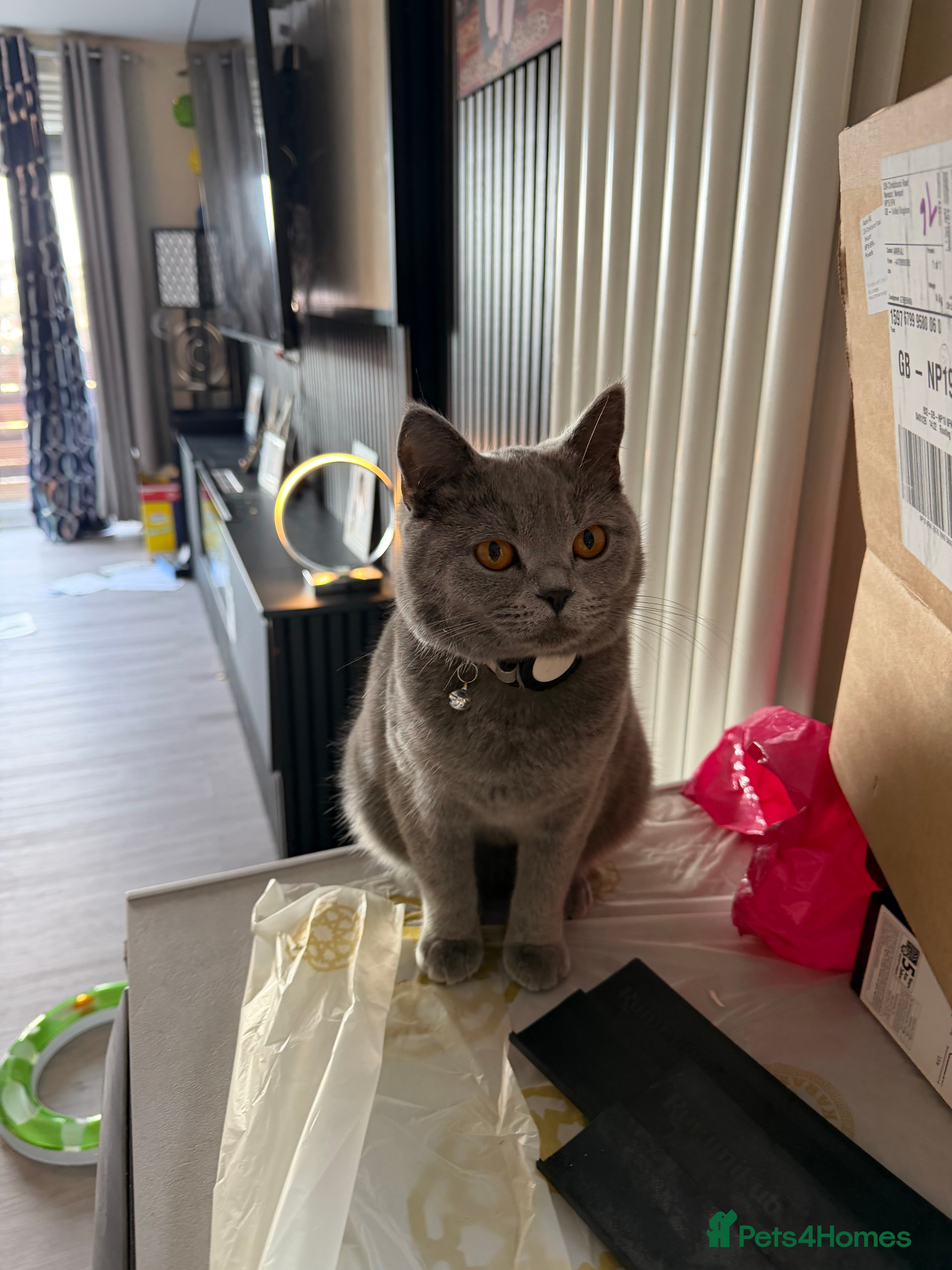 British Shorthair cats British short hair for sale - Advert 5