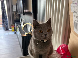 British Shorthair cats British short hair for sale - Advert 6