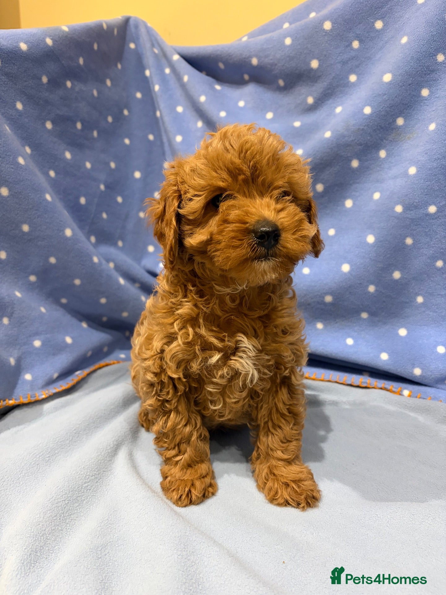 Cavapoo dogs FULLY HEALTH TESTED F1B RED AND GOLD CAVAPOOS - Advert 2