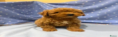 Cavapoo 1