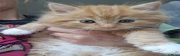 Norwegian Forest Cat cats for sale: Beautiful ginger Norwegian kittens  - Advert 8