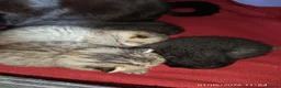 Mixed Breed cats for sale: KITTENS LOOKING FOR LOVING HOMES - Advert 26