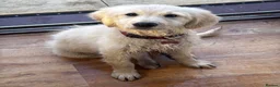 Golden Retriever dogs for sale: Lola – 6-Month-Old Golden Retriever 🐾💛 - Advert 5