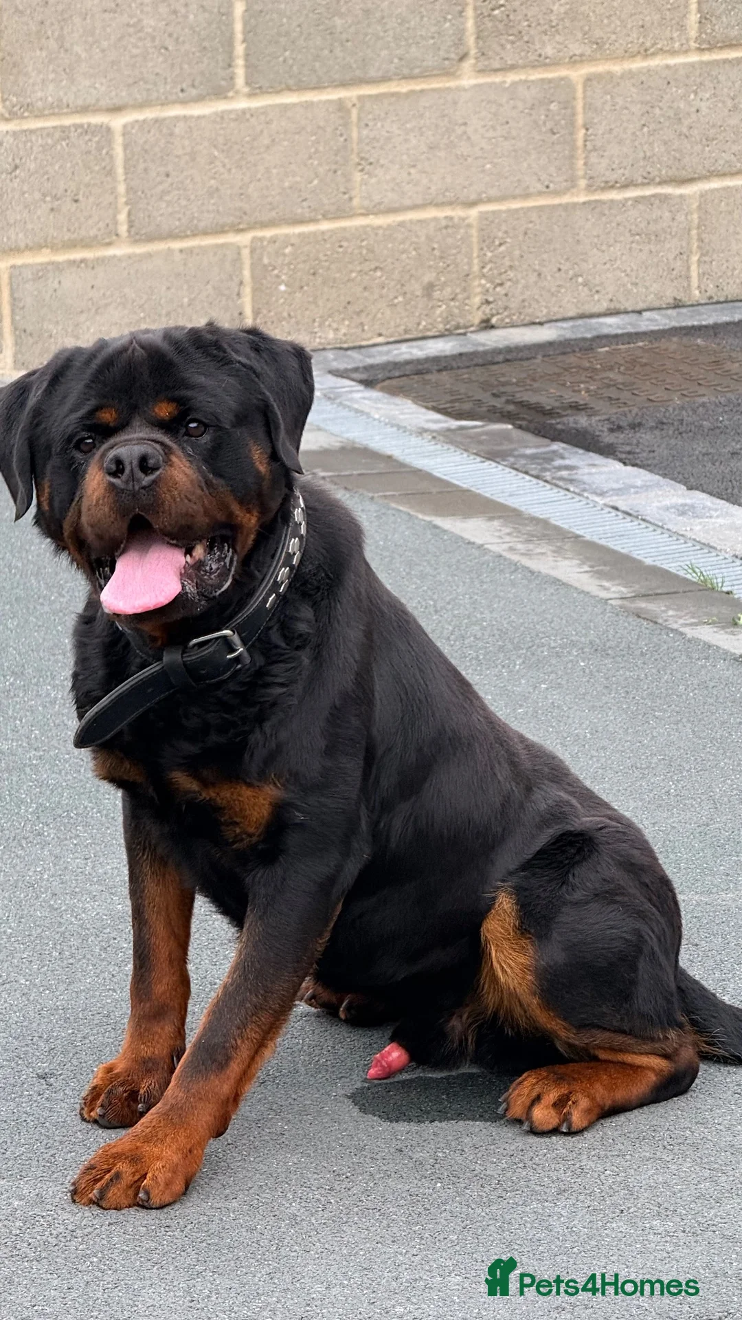 Rottweiler dogs for sale: Rottweiler Female Puppy Ready To Leave  - Advert 2