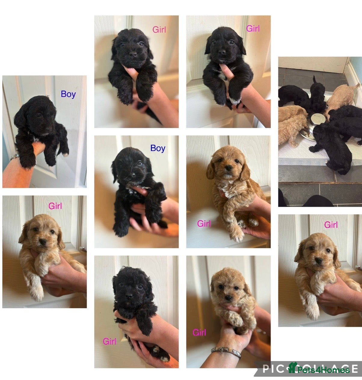 Cockapoo dogs Beautiful cockerpoo puppies  - Advert 6