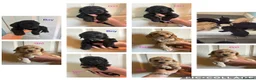 Cockapoo dogs for sale: Beautiful cockerpoo puppies  - Advert 1