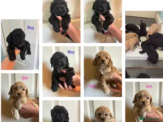 Cockapoo dogs Beautiful cockerpoo puppies - Advert 1