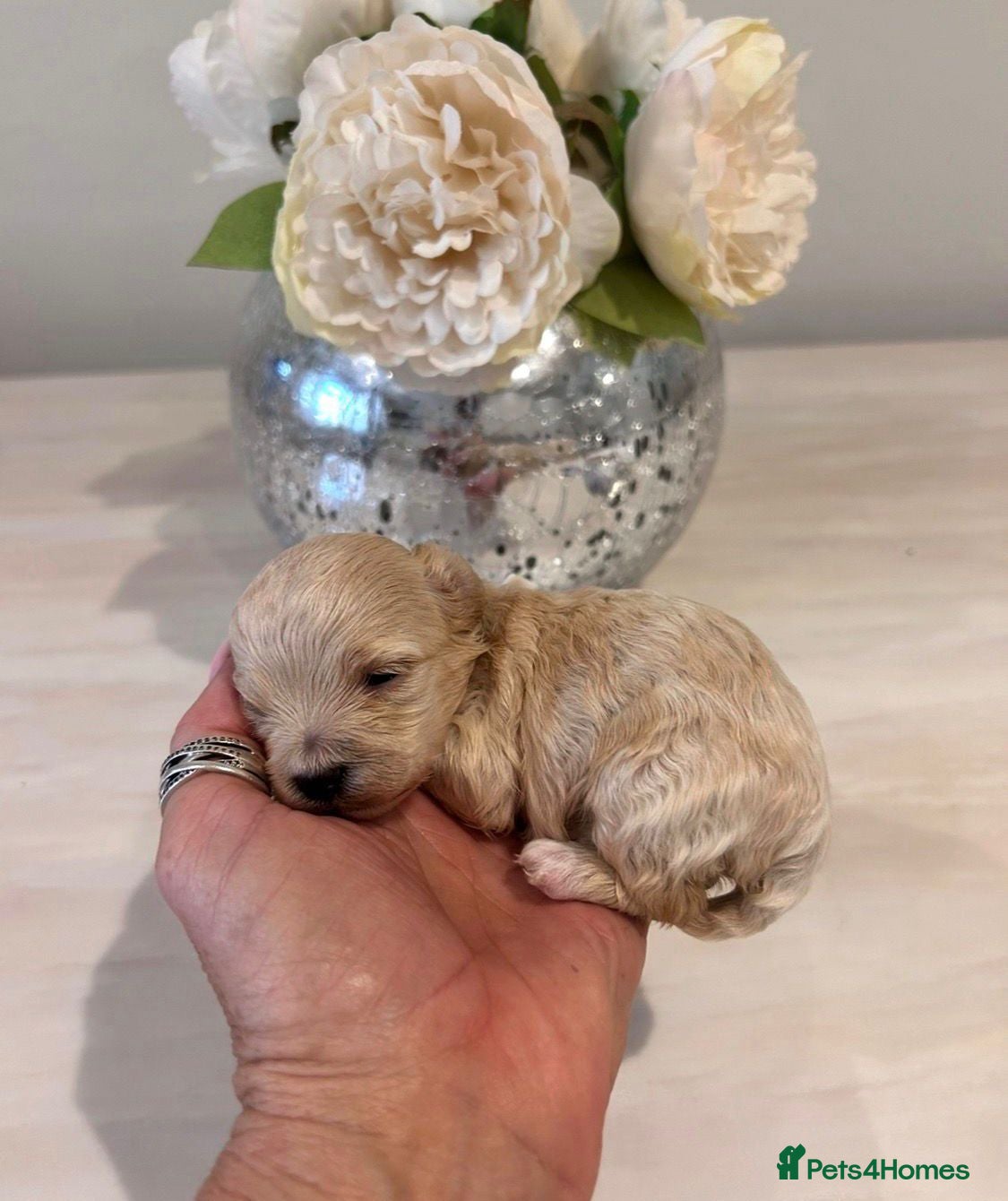 Maltipoo dogs Very tiny maltipoo  - Advert 2