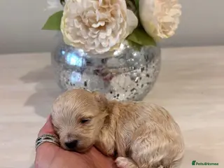 Maltipoo dogs Very tiny maltipoo - Advert 4