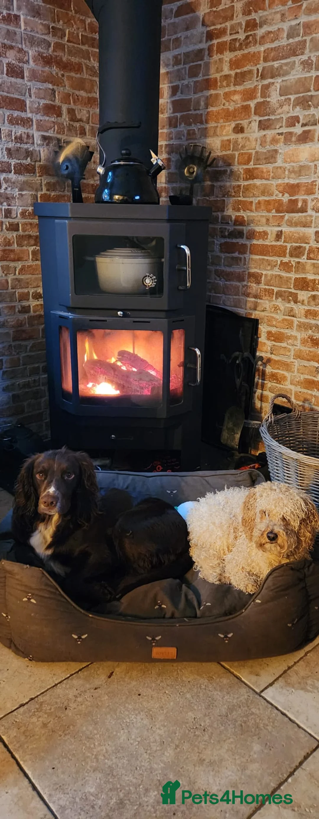 Cocker Spaniel dogs for sale: 1.5yr old cocker Spaniel for sale.  - Advert 3