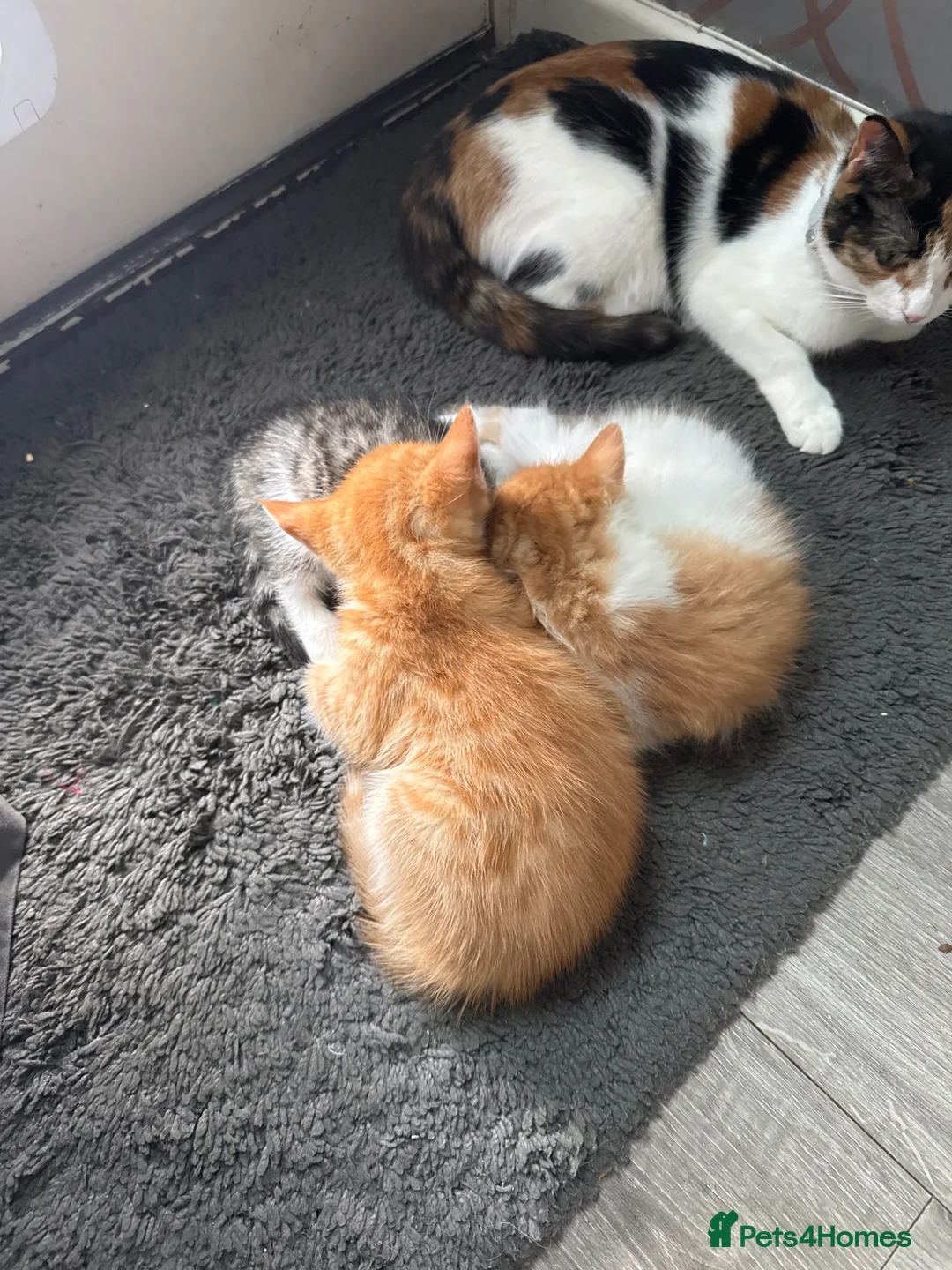 Mixed Breed cats for sale: Mixed breed kittens - Advert 4