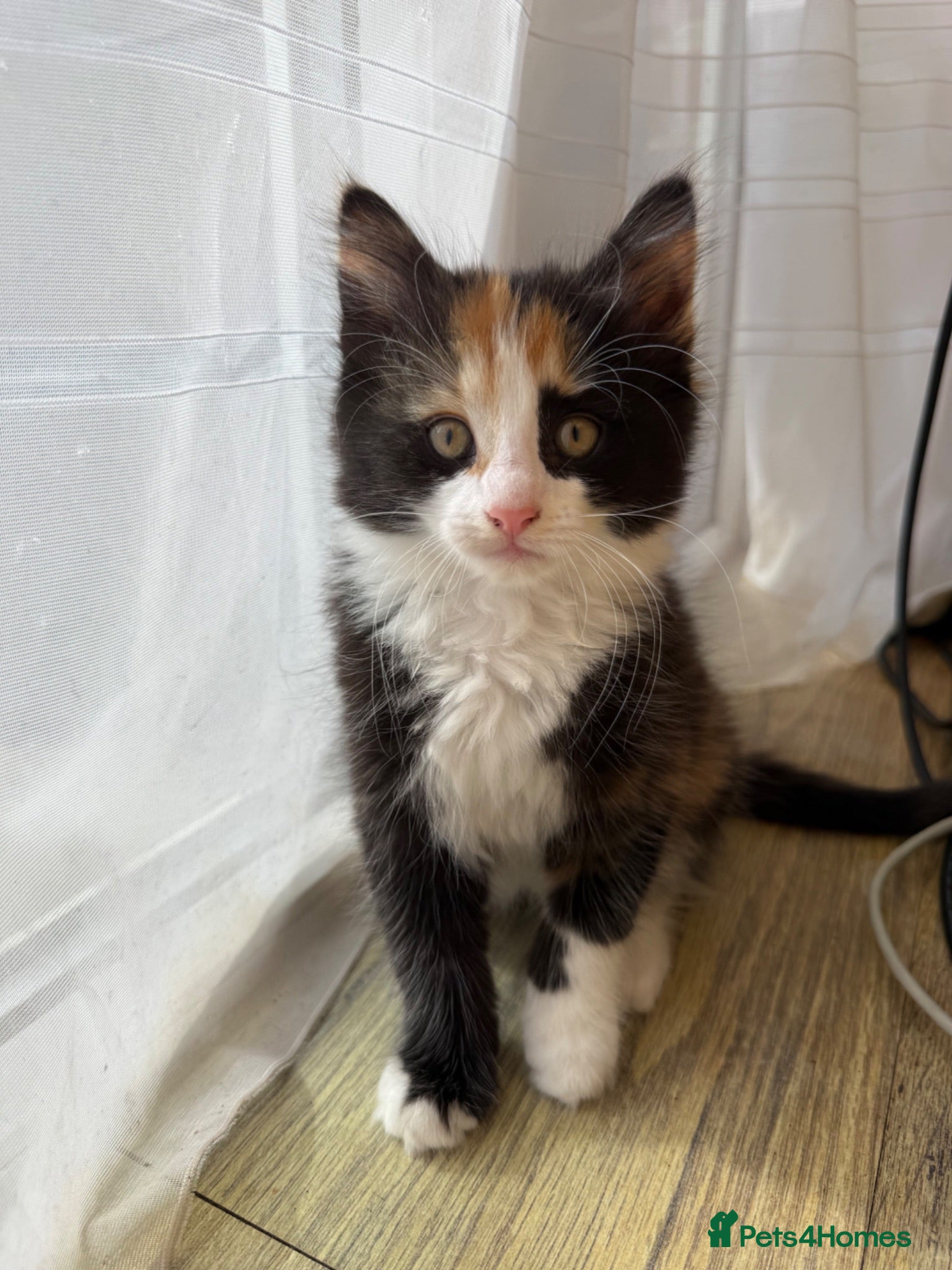 Mixed Breed cats 4x Kittens Ready For New Home - Advert 2