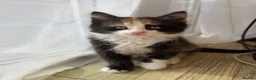 Mixed Breed cats for sale: 4x Kittens Ready For New Home - Advert 1