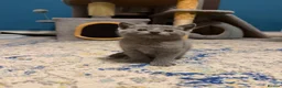 Russian Blue cats for sale: Beautiful GCCF Registered Russian Blue Kittens - Advert 5