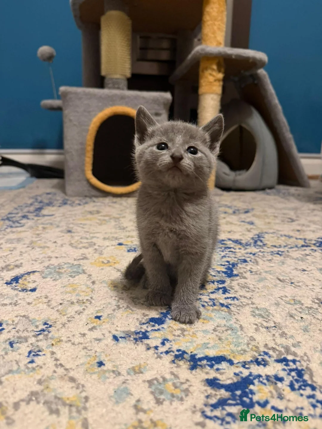 Russian Blue cats for sale: Beautiful GCCF Registered Russian Blue Kittens - Advert 5